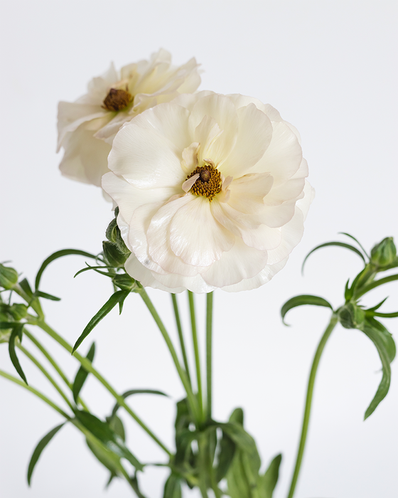 <h4>RAN. BUTTERFLY ARIADNE EC</h4>