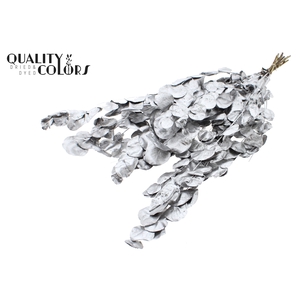 Eucalyptus Dried per bunch Silver