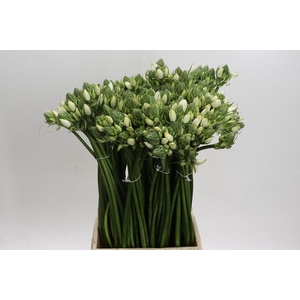 Ornithogalum Pilar