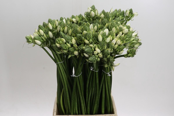 <h4>Ornithogalum White</h4>