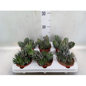 Haworthia   ...