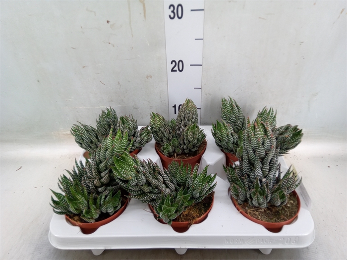 <h4>Haworthia   ...</h4>