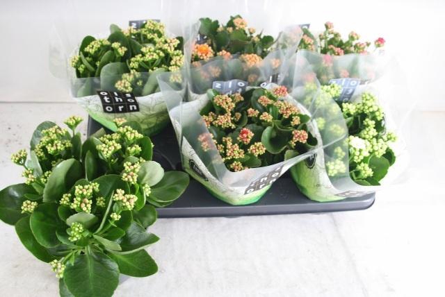 <h4>KAL GE GEM 5 KL</h4>