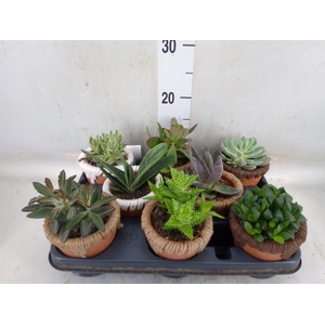 Succulents   ...