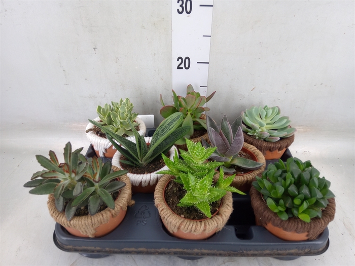<h4>Succulents   ...</h4>