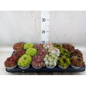 Sempervivum   ...