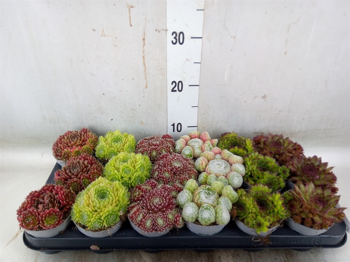 <h4>Sempervivum   ...</h4>