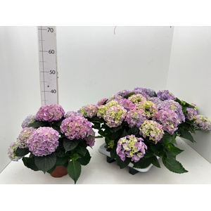 HYDR M EARLY BLUE
