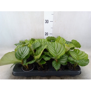Calathea orbifolia