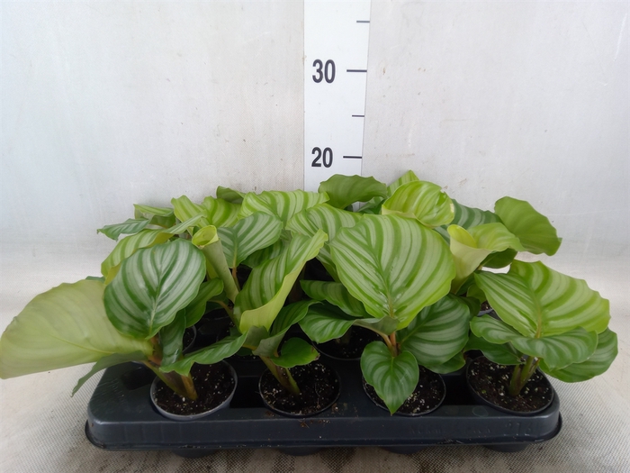 <h4>Calathea orbifolia</h4>