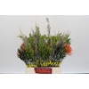 BQ Nutans Cordifolium SFB