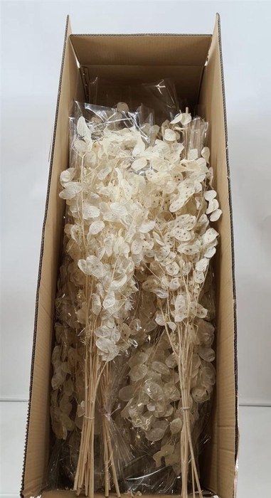 <h4>Dr Lunaria Bleached</h4>