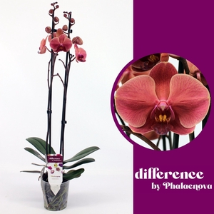 Phalaenopsis overig oranje (meerder