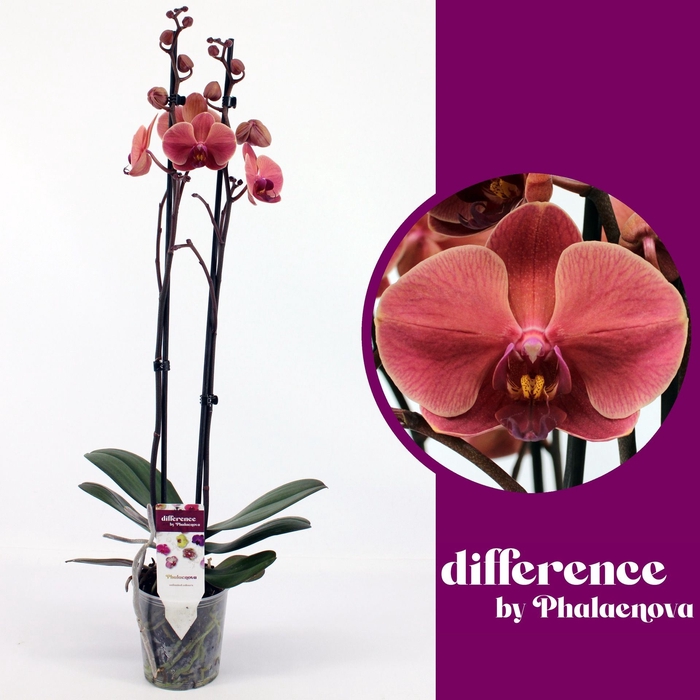 <h4>Phalaenopsis overig oranje (meerder</h4>