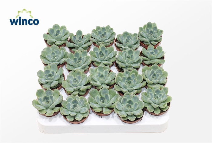 <h4>Echeveria Albicans</h4>