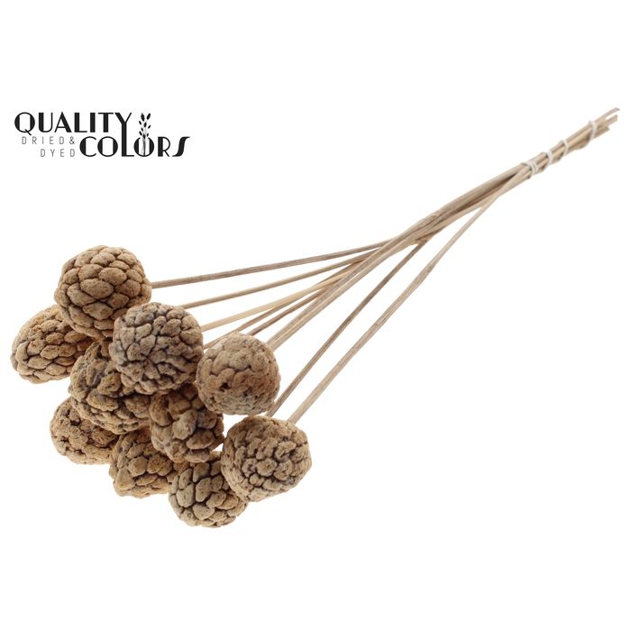 <h4>Atta Fruit on stem Bleached</h4>