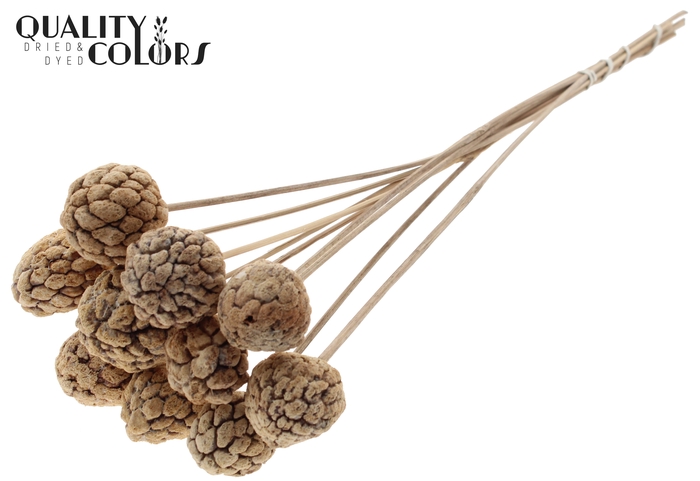 Atta Fruit on stem Bleached