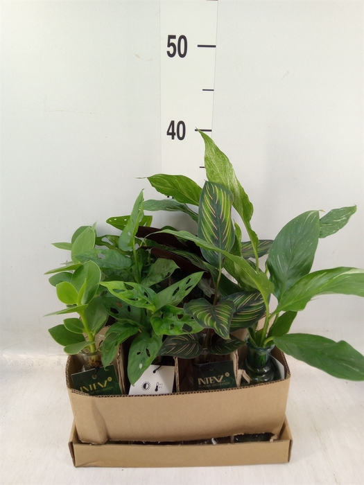 <h4>Planten  ..mix</h4>