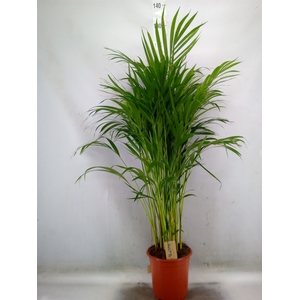 Dypsis lutescens   ...Chrysalidoca