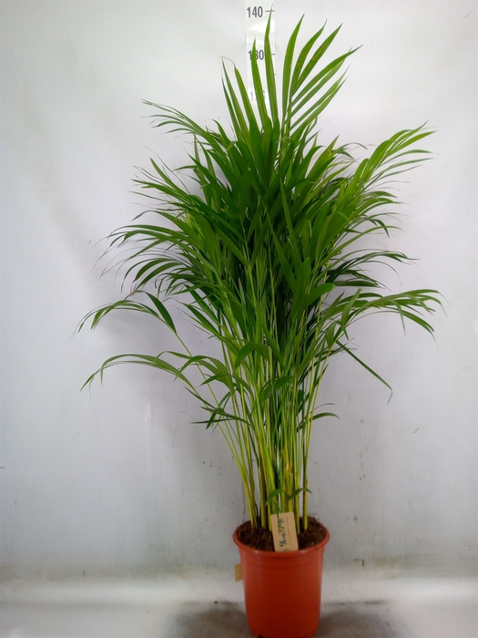 <h4>Dypsis lutescens   ...Chrysalidoca</h4>