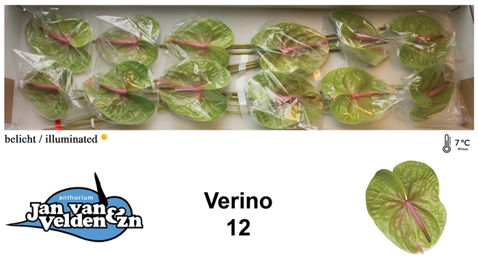 <h4>Anthurium Verino</h4>