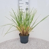 Cortaderia selloana Pumila