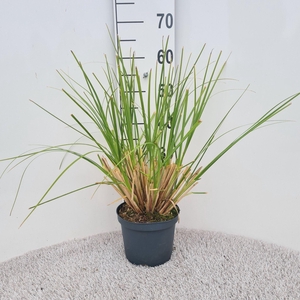 Cortaderia selloana Pumila