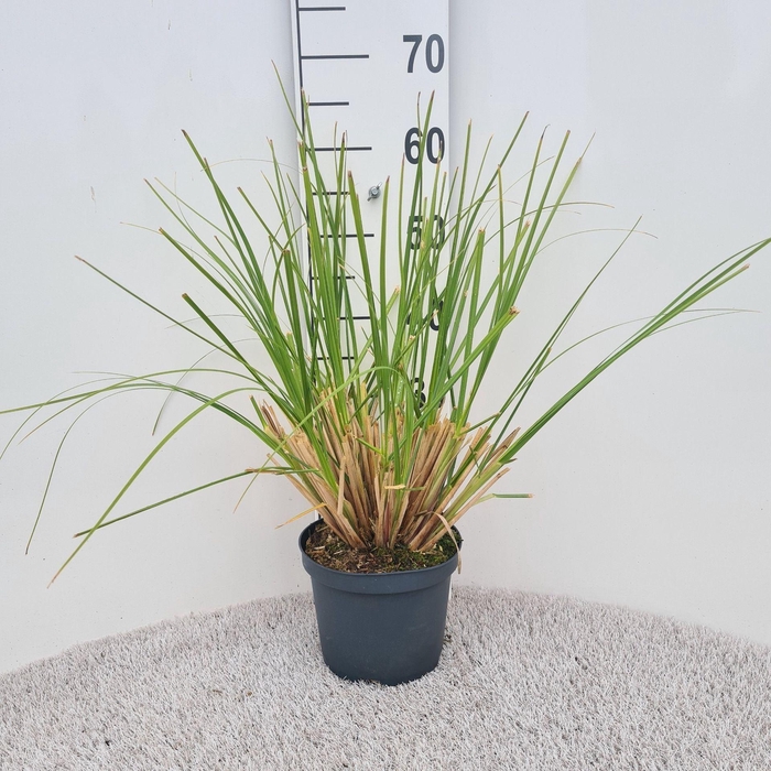 Cortaderia selloana Pumila