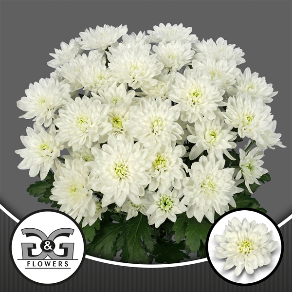 <h4>G&G Flowers Frozen Naaldwijk</h4>