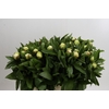 Paeonia Sunny Girl