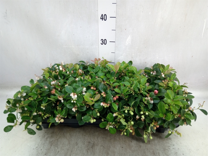 <h4>Gaultheria proc. 'Big Berry'</h4>