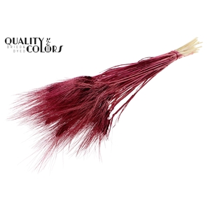 Triticum Beard per bunch Bleached Burgundy