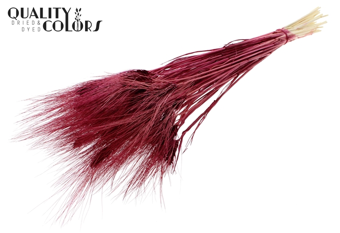 Triticum Beard per bunch Bleached Burgundy