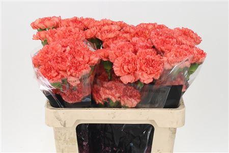 <h4>Di St Std Kalimero</h4>