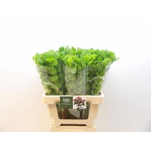 MOLUCCELLA LAEVIS MOLUCCELLA STUK