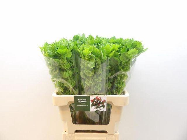 <h4>MOLUCCELLA LAEVIS MOLUCCELLA STUK</h4>