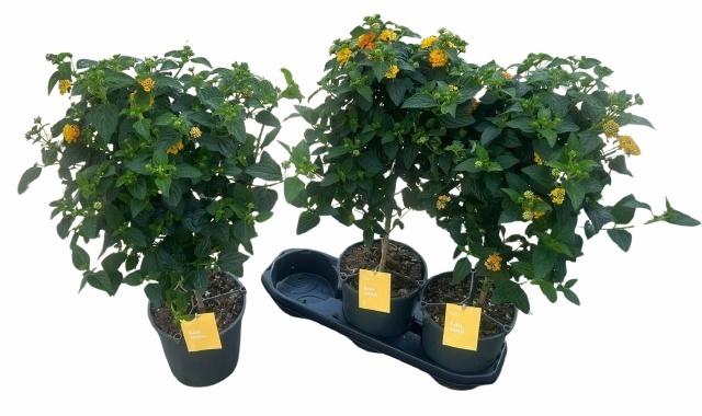 <h4>LANT C SIMON ORANGE</h4>