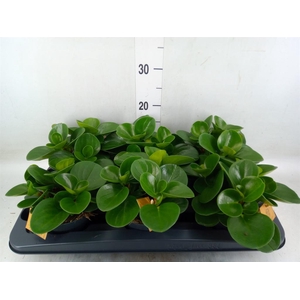 Peperomia obt. 'Green Gold'