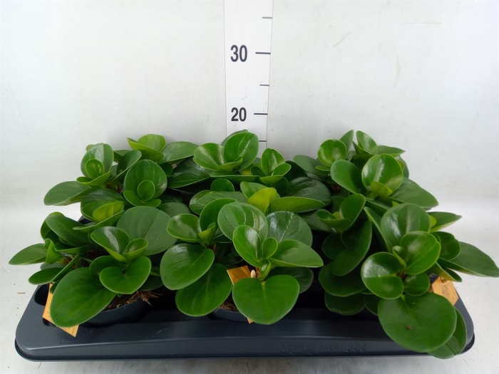 <h4>Peperomia obt. 'Green Gold'</h4>