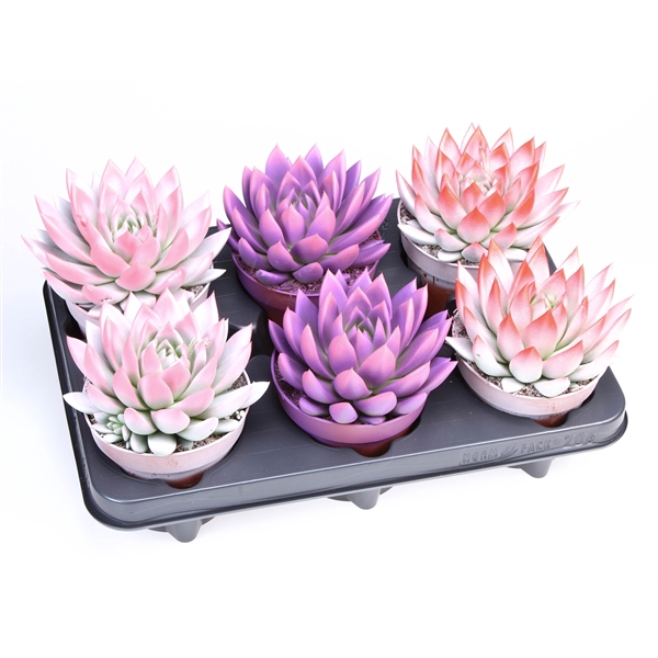 <h4>2 Colors love mix</h4>