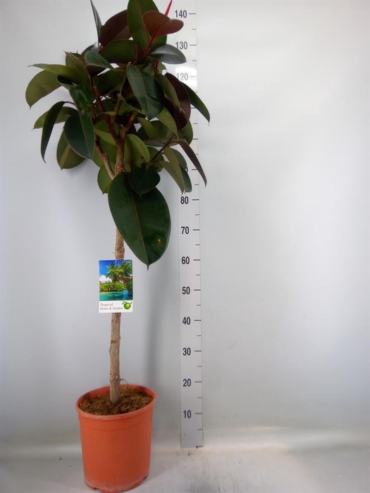 <h4>Ficus   ...</h4>