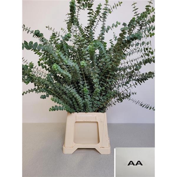 <h4>EUC BABY BLUE PB EXTRA</h4>