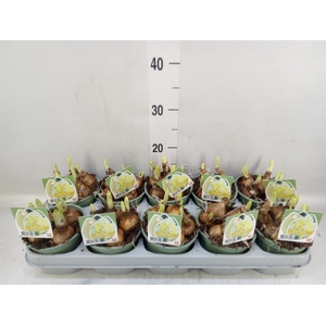 Narcissus DU 'Westward'