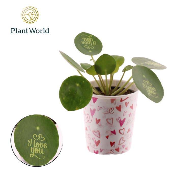 <h4>Pilea Smylie Plant® Ⓓ - I love you in papercup</h4>