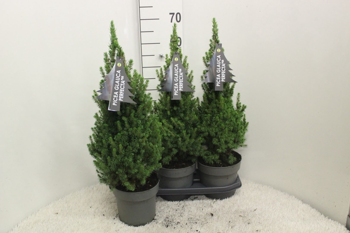 <h4>Picea glauca 'Perfecta'</h4>