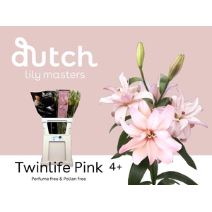 LILIUM LONG. X ASI. 'TWINLIFE PINK'