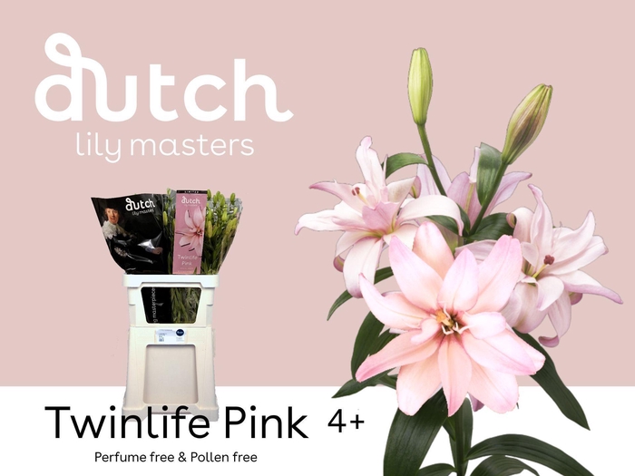 <h4>LILIUM LONG. X ASI. 'TWINLIFE PINK'</h4>