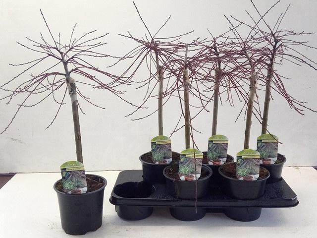 <h4>SALIX REP ARMANDO</h4>