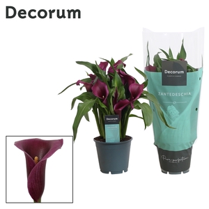 Zantedeschia Paars (Decorum)