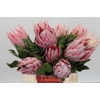 Protea Cynaroides